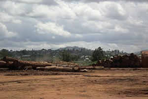 Afrički drveni materijali jako su potrebni u Kini